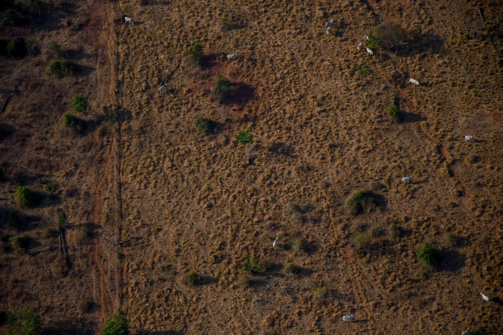 A imagem mostra uma paisagem vista de cima, com terreno seco e coberto por gramíneas amareladas, além de vegetação esparsa composta por arbustos e pequenas árvores. Espalhados pela área, há vários animais brancos, provavelmente bois ou vacas, pastando livremente. O solo parece árido, com poucas manchas verdes, sugerindo um ambiente de clima seco. Caminhos de terra cortam o terreno, indicando circulação de pessoas ou animais.