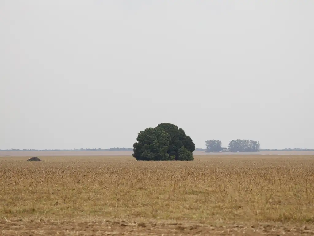 A imagem retrata uma vasta plantação já colhida, com o solo seco e uniforme, sugerindo uma paisagem rural em período de entressafra. No centro, destaca-se uma única árvore verde e frondosa, que contrasta fortemente com o terreno árido ao redor. Ao fundo, algumas árvores menores pontuam o horizonte, mas nenhuma com a imponência da árvore central. O céu está encoberto por nuvens cinzentas, conferindo um tom melancólico à cena. A composição transmite uma sensação de isolamento, mas também de resistência.