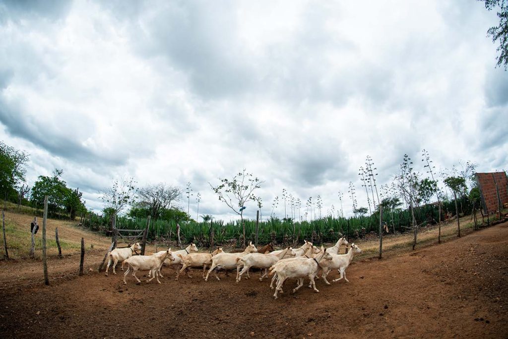 Rebanho de cabras brancas em curral. Ao fundo uma plantação de agave. O céu etá nublado.