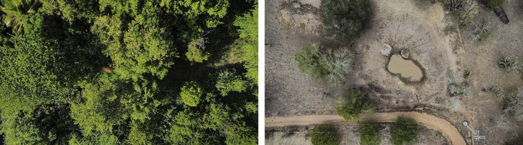A imagem apresenta duas paisagens aéreas lado a lado, formando um contraste marcante. À esquerda, vê-se uma floresta densa e verde, com árvores variadas e vegetação abundante, transmitindo a ideia de um ecossistema saudável e preservado. À direita, o cenário é seco e árido, com pouca vegetação, um pequeno reservatório de água e uma estrada de terra sinuosa cortando o terreno. A diferença entre os dois lados evidencia os impactos da degradação ambiental, como desmatamento ou uso inadequado do solo, em oposição à conservação da natureza. Essa comparação visual destaca a importância da proteção dos ambientes naturais para manter o equilíbrio ecológico.
