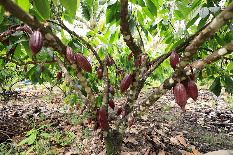 Um cacaueiro com várias vagens marrons cresce diretamente no tronco e nos galhos. Ao redor, há outras árvores e folhas caídas no chão da plantação.
