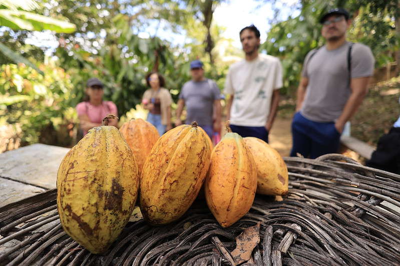 A foto mostra alguns frutos de cacau maduros, de casca amarela e alaranjada, dispostos sobre uma cesta de palha. Ao fundo, em meio à vegetação verde de um ambiente tropical, aparece um grupo de cinco pessoas em pé, desfocado, sugerindo que se trata de uma visita ou atividade em uma plantação. O destaque está nos frutos em primeiro plano, que revelam a textura rugosa típica do cacau.