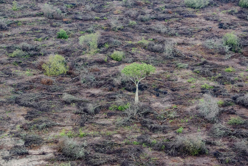 A foto mostra uma área vista de cima onde quase toda a vegetação foi retirada. O solo está seco e coberto por galhos e restos de plantas. No meio do espaço aberto, destaca-se uma única árvore verde ainda de pé, rodeada por pequenos arbustos espalhados. A imagem transmite a ideia de desmatamento e da resistência de uma árvore solitária em meio ao cenário árido.