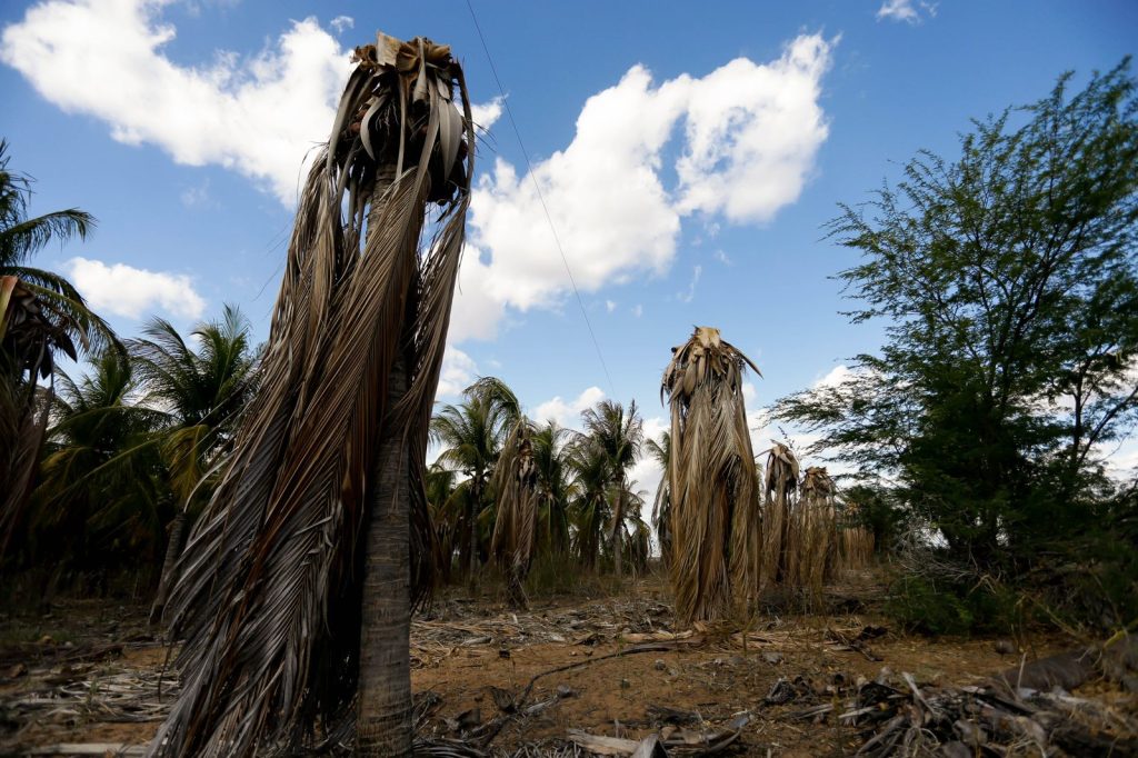 Em uma paisagem seca, várias palmeiras aparecem com folhas marrons e caídas, indicando que estão mortas ou muito ressecadas. O chão está coberto por folhas secas e restos de vegetação. Ao fundo, algumas palmeiras verdes contrastam com as secas, junto a outras plantas e um céu azul parcialmente nublado. A cena transmite a ideia de seca e desgaste ambiental.