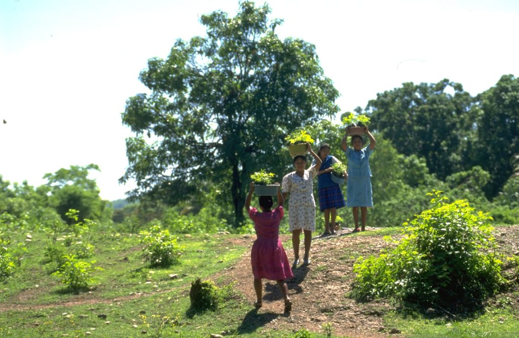 A foto mostra quatro mulheres caminhando por um campo verde e ensolarado, cada uma carregando recipientes com mudas sobre a cabeça. Elas vestem roupas coloridas e parecem participar de uma atividade comunitária ligada ao plantio ou agricultura.