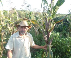 Na imagem, vemos Sebastião Damasceno, um homem idoso de pele clara, barba e bigode grisalhos, usando um chapéu de palha e uma camisa de manga curta bege. Ele está em pé em meio a uma plantação de milho, segurando uma das plantas com a mão direita. As folhas do milho são grandes, verdes com partes amarronzadas, indicando maturação ou seca. O ambiente ao redor é rural e verdejante, com vegetação densa e árvores ao fundo sob um céu claro e ensolarado. A luz natural ilumina suavemente o rosto de Sebastião, que tem uma expressão serena e orgulhosa.