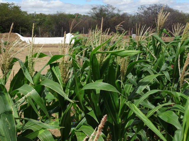 A foto mostra uma área agrícola com plantas de milho bem desenvolvidas, de folhas largas e verdes, e espigas em formação. Ao fundo, vê-se uma barragem subterrânea, identificada pela faixa branca de proteção sobre o solo — uma estrutura usada para armazenar água abaixo da superfície, garantindo irrigação mesmo em períodos secos. O cenário é típico de uma região semiárida, com vegetação nativa esparsa e céu parcialmente nublado.