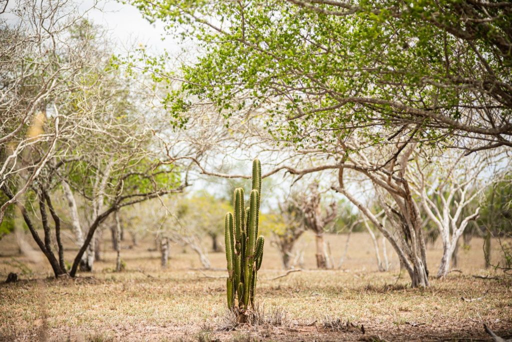A imagem mostra uma paisagem de caatinga, típica do semiárido nordestino. No centro, há um cacto alto e verde, com vários ramos eretos. Ao redor, vê-se árvores de galhos finos e retorcidos, algumas com poucas folhas e outras mais secas. O solo é marrom e coberto por capim ralo, indicando um ambiente quente e seco. O céu claro ao fundo reforça a sensação de luminosidade e aridez.