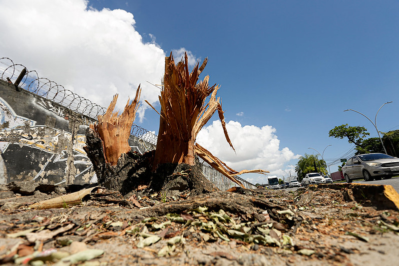 A foto mostra o tronco quebrado de uma árvore em uma calçada urbana, com pedaços de madeira pontiagudos e lascas espalhadas ao redor. O chão está coberto por folhas secas e fragmentos de casca, e ao fundo vê-se um muro com arame farpado e grafites, além de carros trafegando em uma avenida sob um céu azul com nuvens brancas. A imagem transmite uma sensação de impacto e contraste entre natureza e cidade, sugerindo o resultado de uma queda ou corte recente.