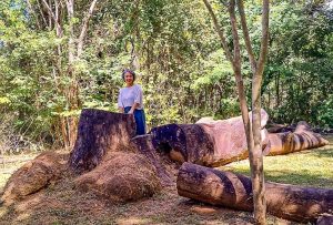 A foto mostra Isabelle Meunier em um ambiente natural, cercada por árvores e vegetação verde. Ela está de pé ao lado de um grande tronco cortado, que revela o tamanho impressionante da árvore que antes ocupava o espaço. A luz do sol atravessa as folhas, criando um clima tranquilo e acolhedor.