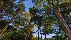 A foto mostra uma paisagem natural exuberante, vista de baixo para cima, como se a pessoa estivesse deitada ou olhando o céu entre as árvores. Há muitas árvores altas e finas, com copas cheias de folhas verdes que se misturam e formam um teto natural. O céu aparece limpo e azul entre os galhos, e a luz do sol atravessa as folhas, criando áreas de sombra e brilho. O ambiente transmite calma e frescor, típico de uma floresta tropical ou jardim denso, com vegetação variada e viva.