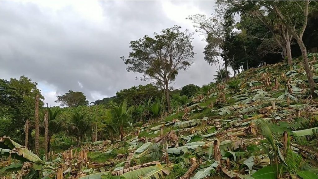 A imagem mostra uma encosta coberta por bananeiras cortadas, com folhas largas e verdes espalhadas pelo chão e os troncos aparados ainda visíveis. Entre elas, há palmeiras jovens e algumas árvores altas com copas abertas, indicando um ambiente tropical. O céu está nublado e cinzento, sugerindo tempo úmido ou iminência de chuva. O cenário transmite a ideia de uma área agrícola em manutenção ou recuperação, cercada por vegetação densa e natural.