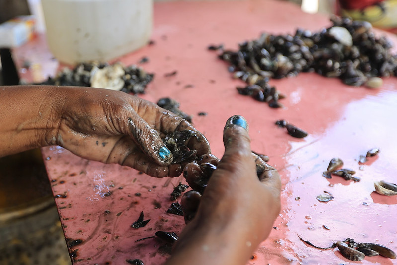 A foto mostra um par de mãos femininas de pele escura trabalhando sobre uma mesa rosa, limpando pequenos mariscos conhecidos como sururu. As mãos estão molhadas e cobertas de resíduos, com as unhas pintadas de azul, revelando o esforço manual envolvido na atividade. Ao fundo, há mais mariscos espalhados e um recipiente branco, sugerindo um ambiente de preparo ou separação dos frutos do mar. A imagem transmite a dedicação e o contato direto com o trabalho artesanal da pesca e do beneficiamento do sururu.