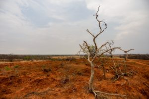 Paisagem de solo avermelhado e seco, marcada por sulcos e áreas de erosão, com uma árvore sem folhas em destaque no primeiro plano, de galhos retorcidos e expostos; ao fundo, há vegetação esparsa, terreno plano e horizonte amplo sob um céu claro com muitas nuvens, compondo um cenário árido que sugere degradação ambiental e escassez de água. Forneça seus comentários sobre o BizChat