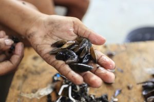 A foto mostra uma mão segurando vários sururus, pequenos mariscos de concha escura e brilhante, ainda úmidos. Os dedos estão sujos, indicando o trabalho manual de coleta ou limpeza desses frutos do mar. A cena se passa sobre uma superfície de madeira, onde há restos de conchas e fios, sugerindo um ambiente simples e artesanal. A imagem destaca o contato direto entre a pessoa e o alimento.